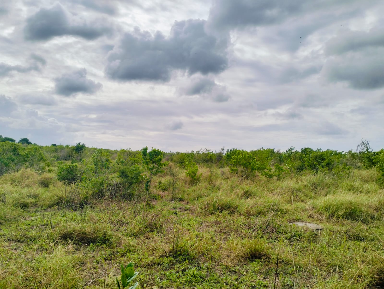 Cleared land for sale in Malindi