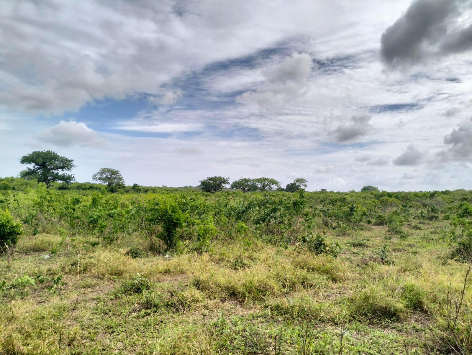 Cleared land for sale in Malindi