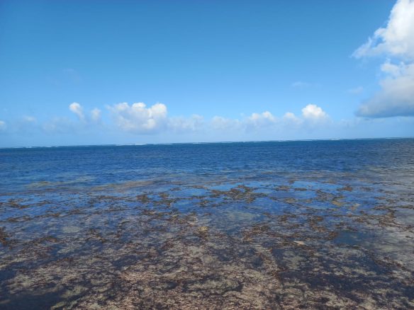 Half are for sale in Mayungu 800m from the beach