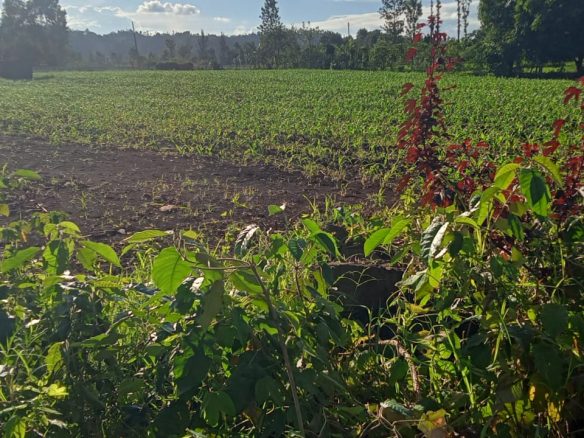 2 Acres for sale in Kibingoti for sale