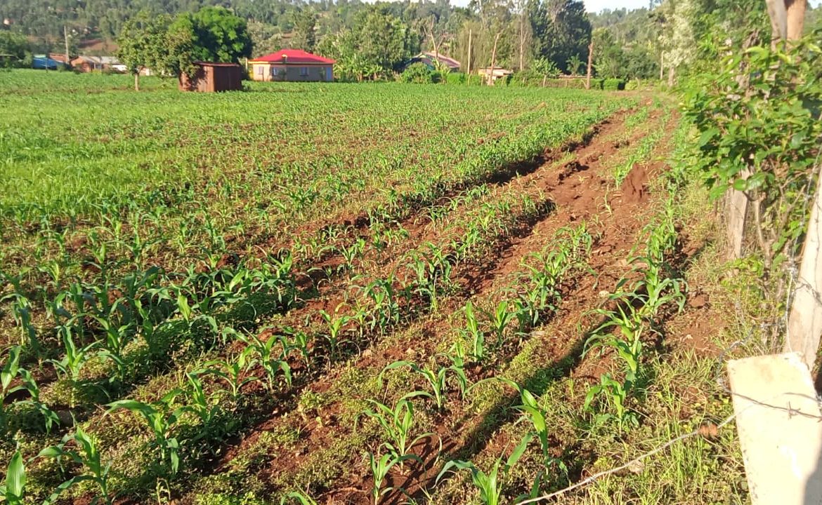 2 Acres for sale in Kibingoti for sale