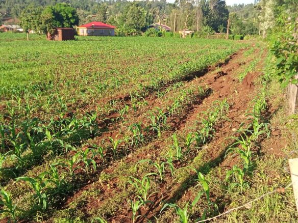 2 Acres for sale in Kibingoti for sale