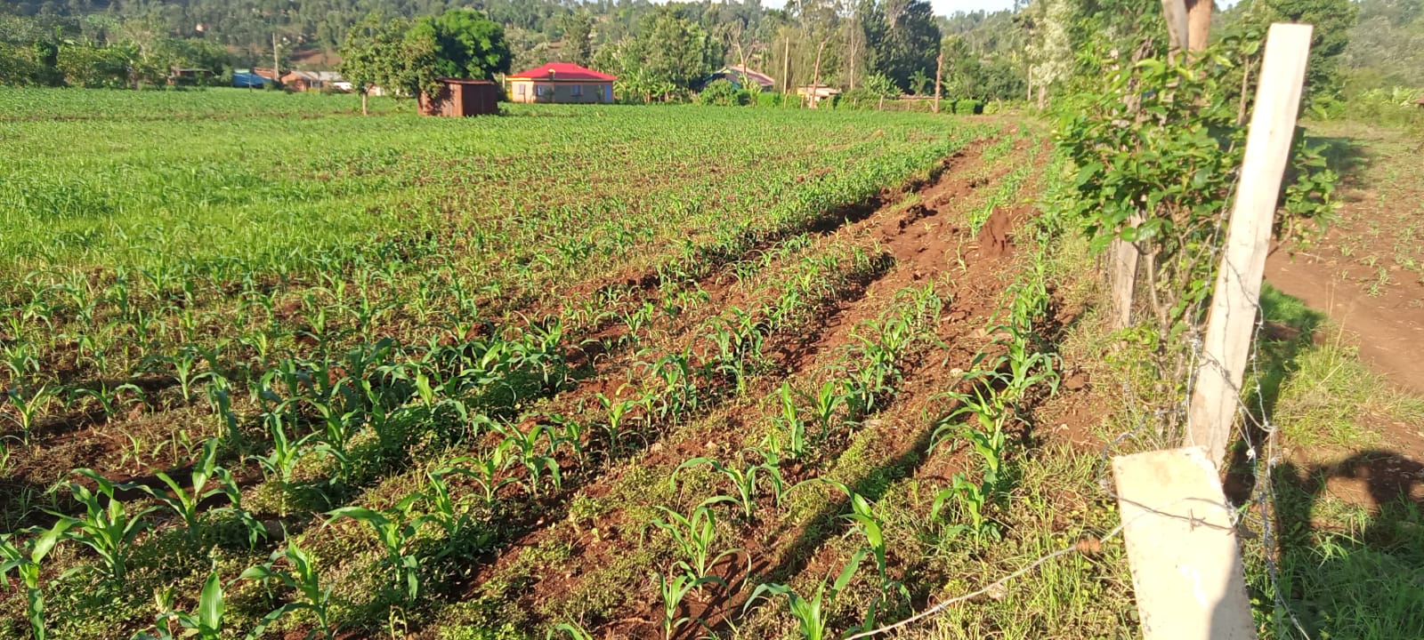 2 Acres for sale in Kibingoti for sale