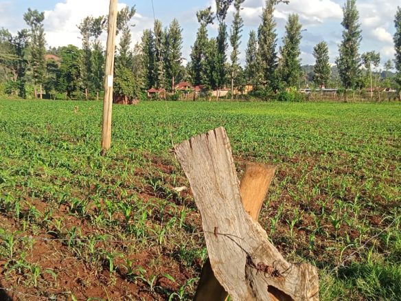 2 Acres for sale in Kibingoti for sale