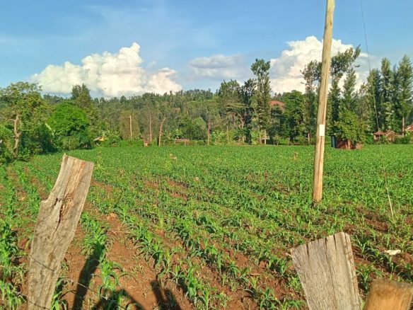 2 Acres for sale in Kibingoti for sale