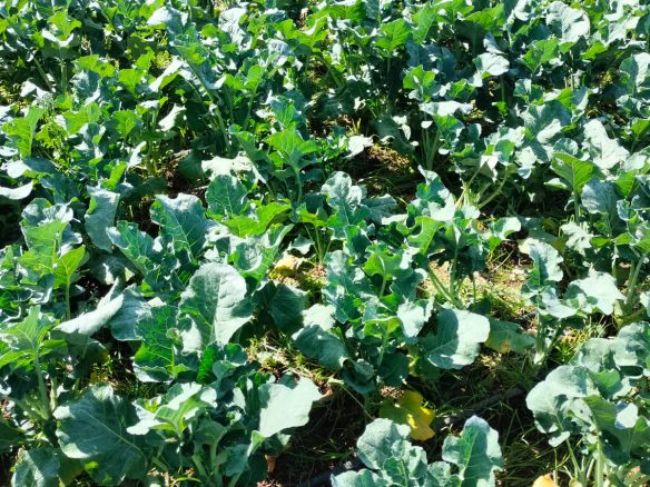 11 Acres for lease Ol Kalou