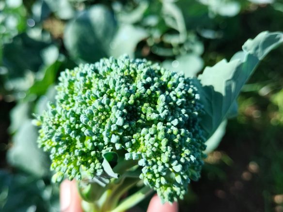 11 Acres for lease Ol Kalou