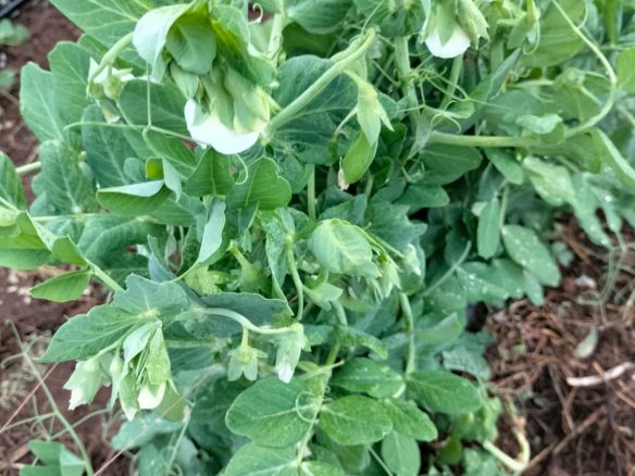 11 Acres for lease Ol Kalou