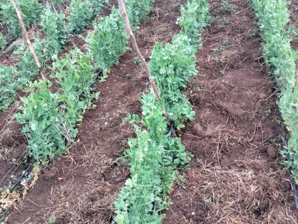 11 Acres for lease Ol Kalou