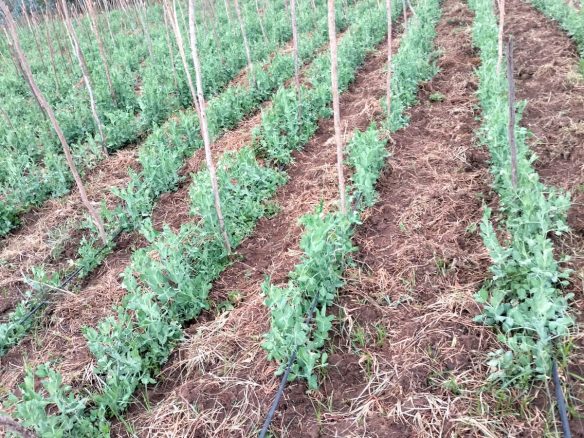 11 Acres for lease Ol Kalou