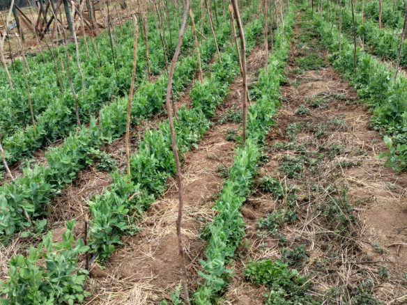 11 Acres for lease Ol Kalou