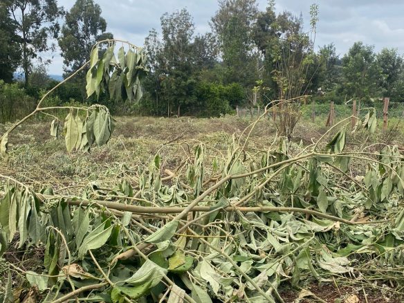 Prime quarter acre for sale in Ngong