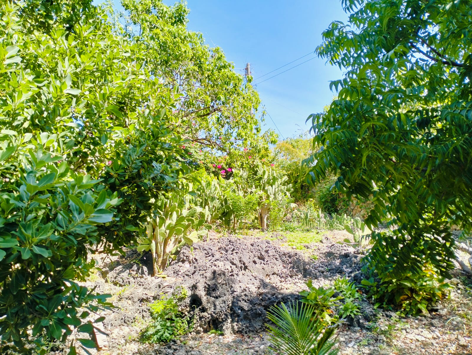 For sale: Three solar-powered bungalows in Watamu, just 15 minutes from the beach. Each en-suite one-bedroom chalet features stylish furnishings, a kitchenette, and shares a lush garden with a gazebo. Secure parking for three cars and priced at 13.5M ONO, offering excellent investment potential.