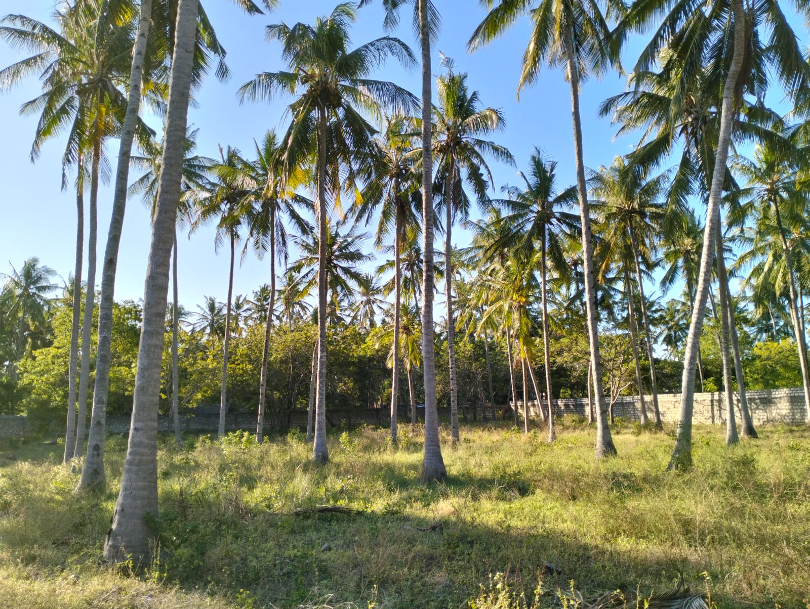 1 acre land for sale Turtle Bay Road Watamu