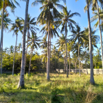 1 acre land for sale Turtle Bay Road Watamu