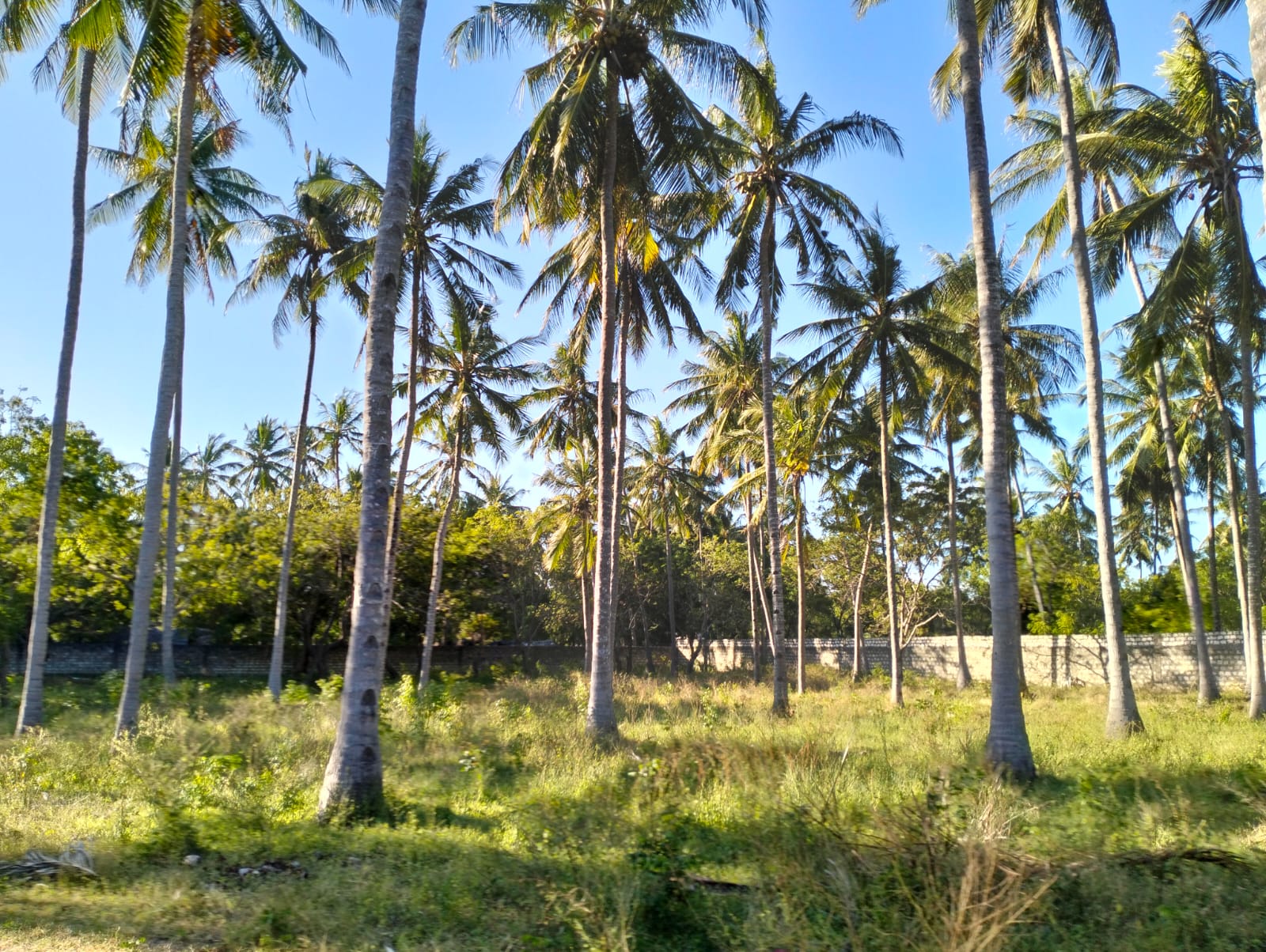 1 acre land for sale Turtle Bay Road Watamu