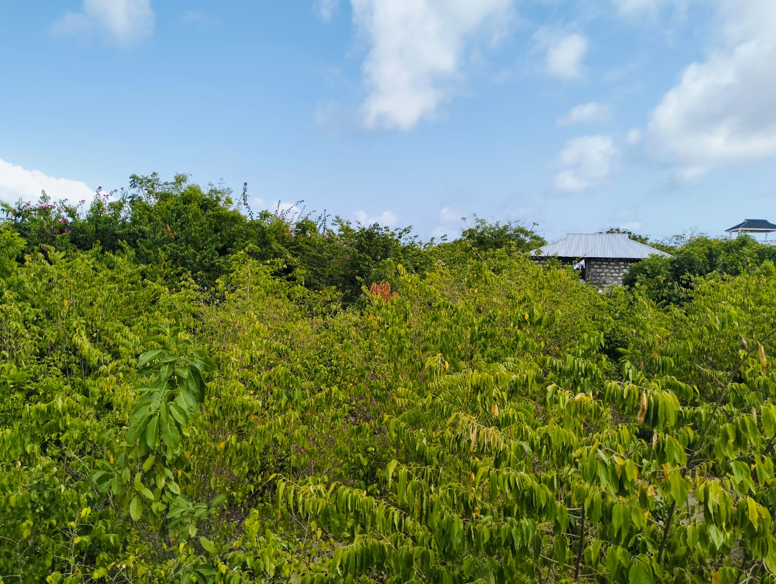 Quarter Acre for sale in Watamu