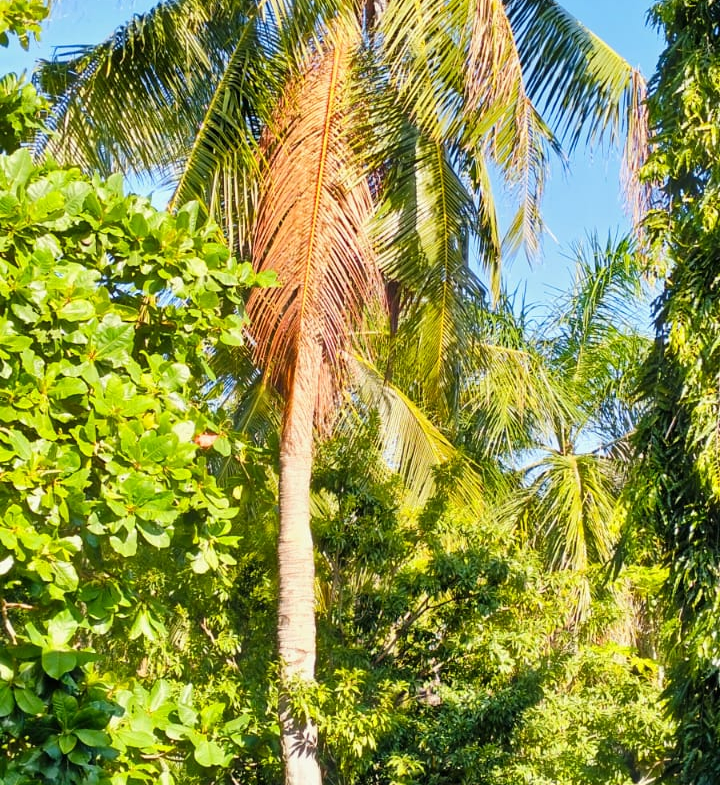 3br villa for sale in Malindi Casuarina road