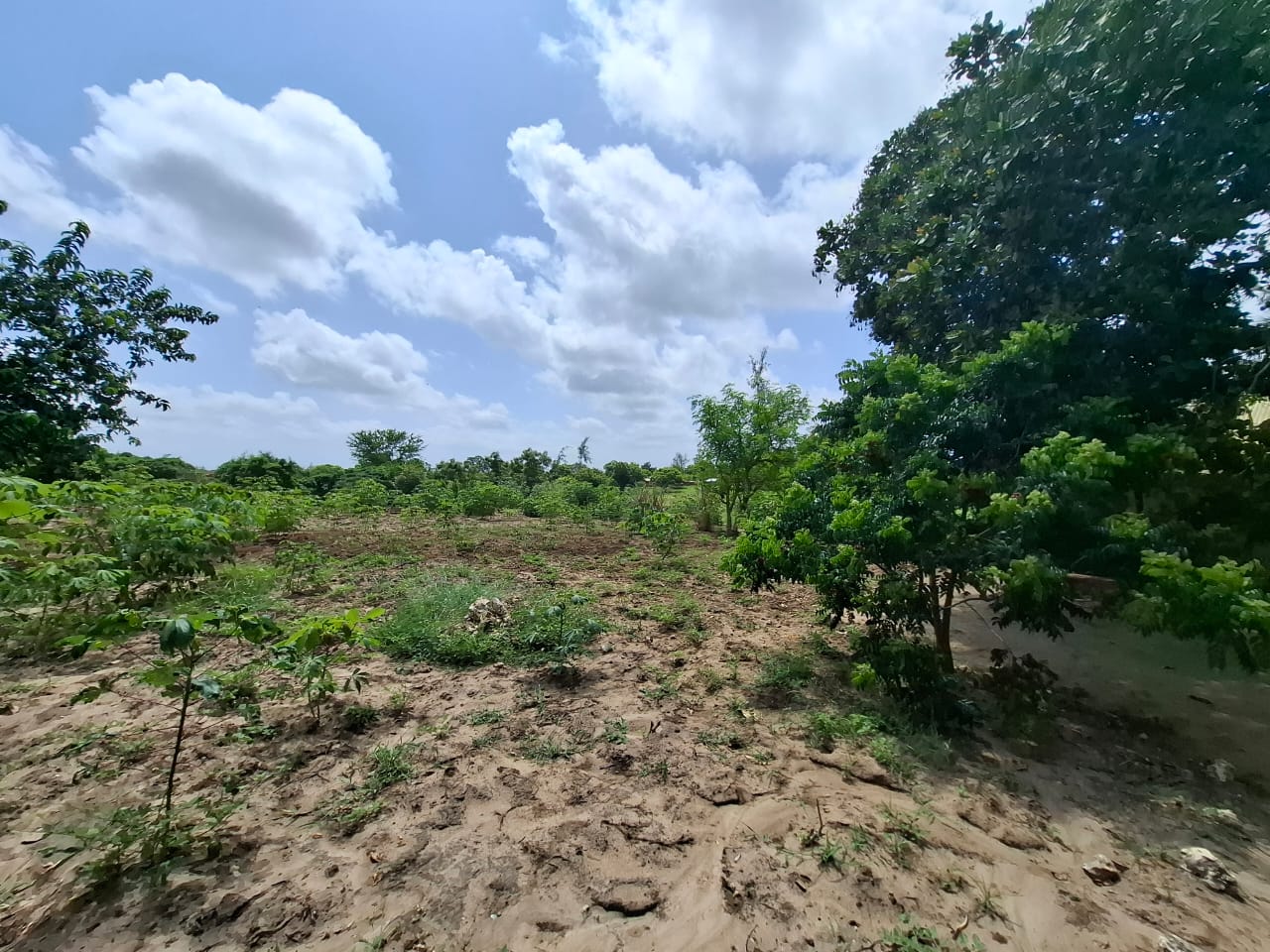 3.5 acres farm for sale with farmhouse in Malindi