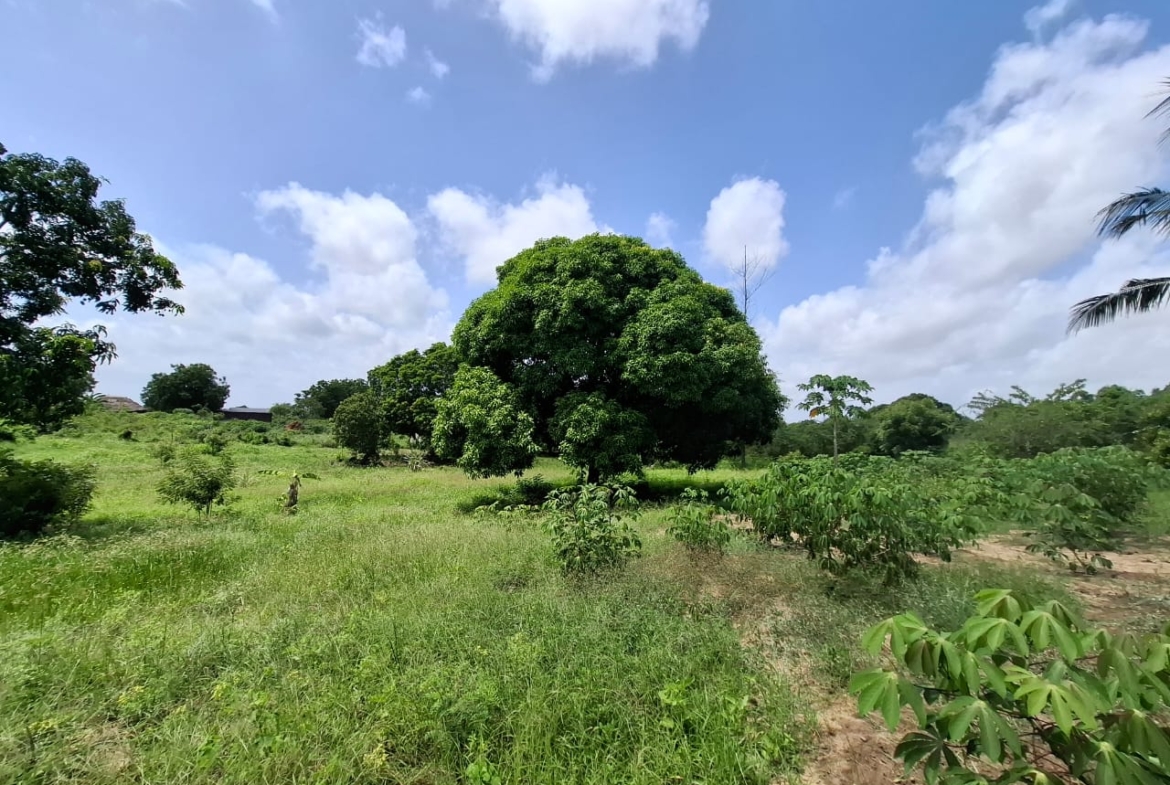 3.5 acres farm for sale with farmhouse in Malindi