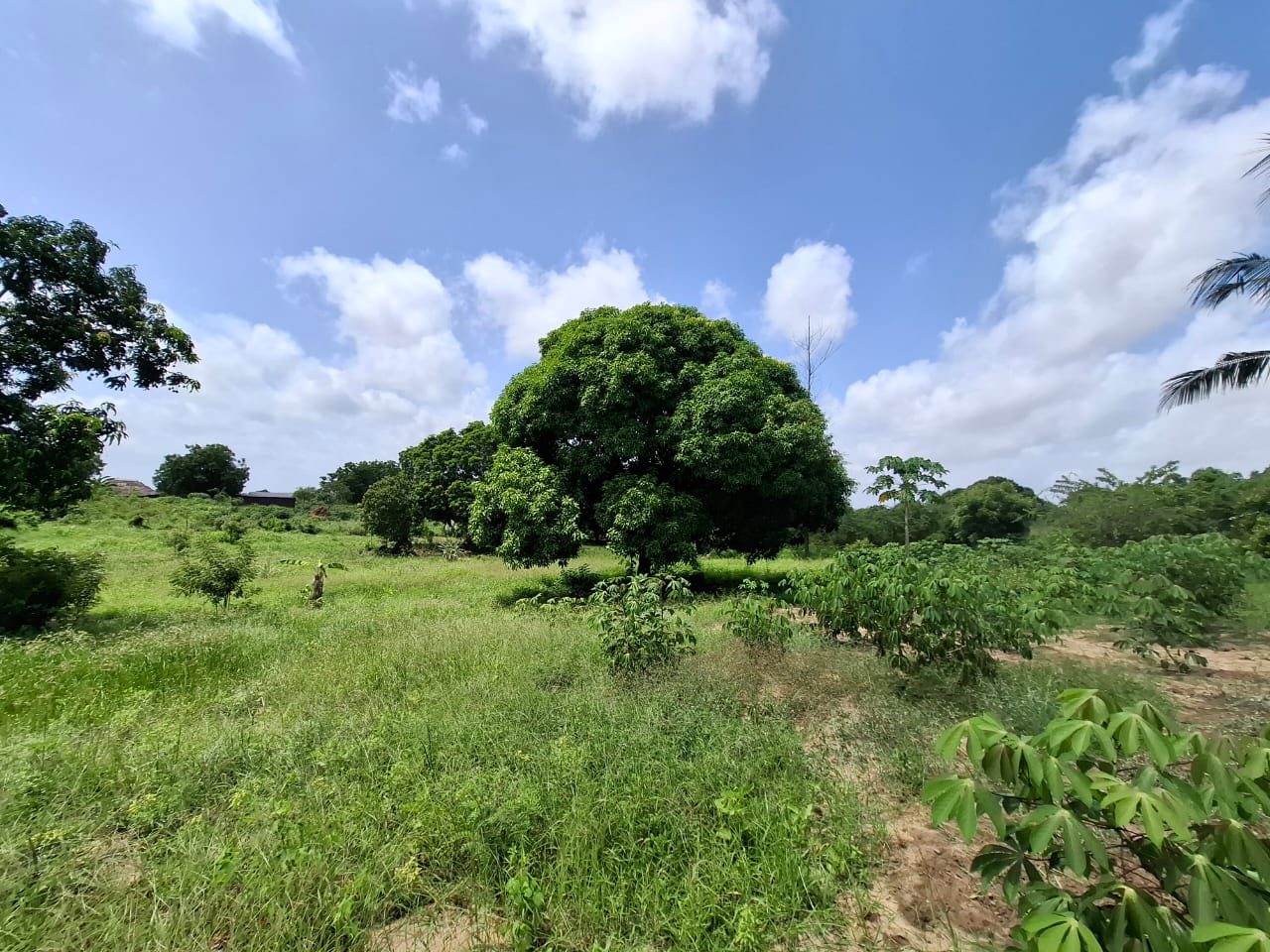 3.5 acres farm for sale with farmhouse in Malindi