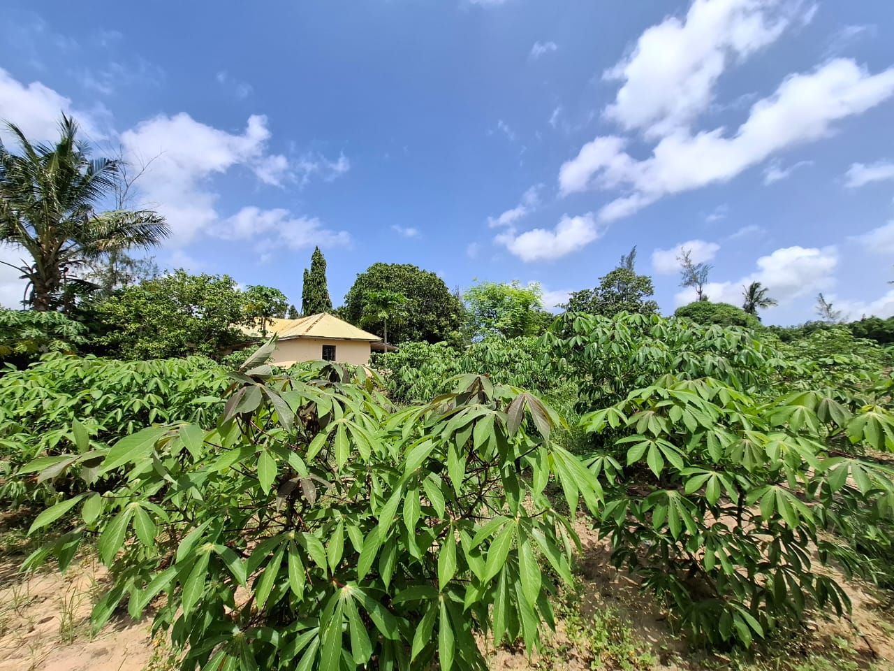 3.5 acres farm for sale with farmhouse in Malindi