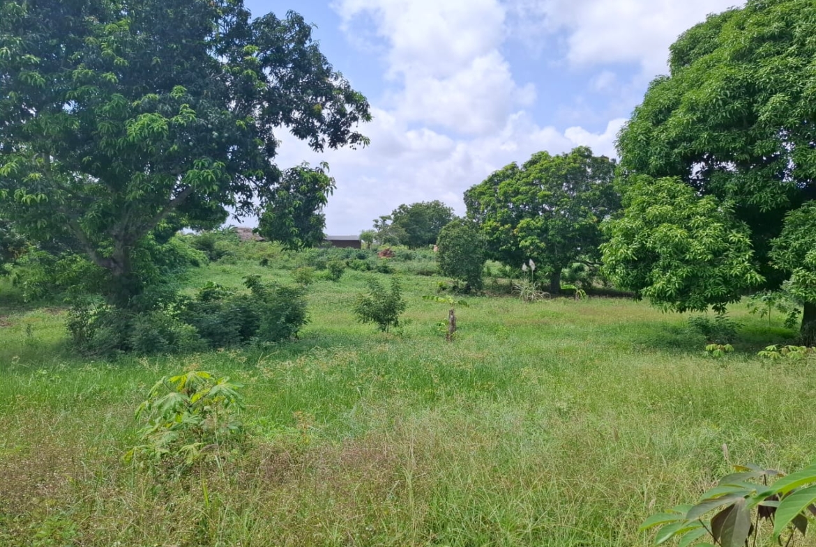 3.5 acres farm for sale with farmhouse in Malindi