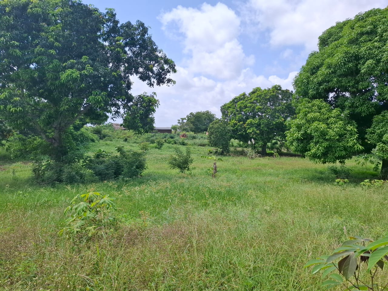 3.5 acres farm for sale with farmhouse in Malindi