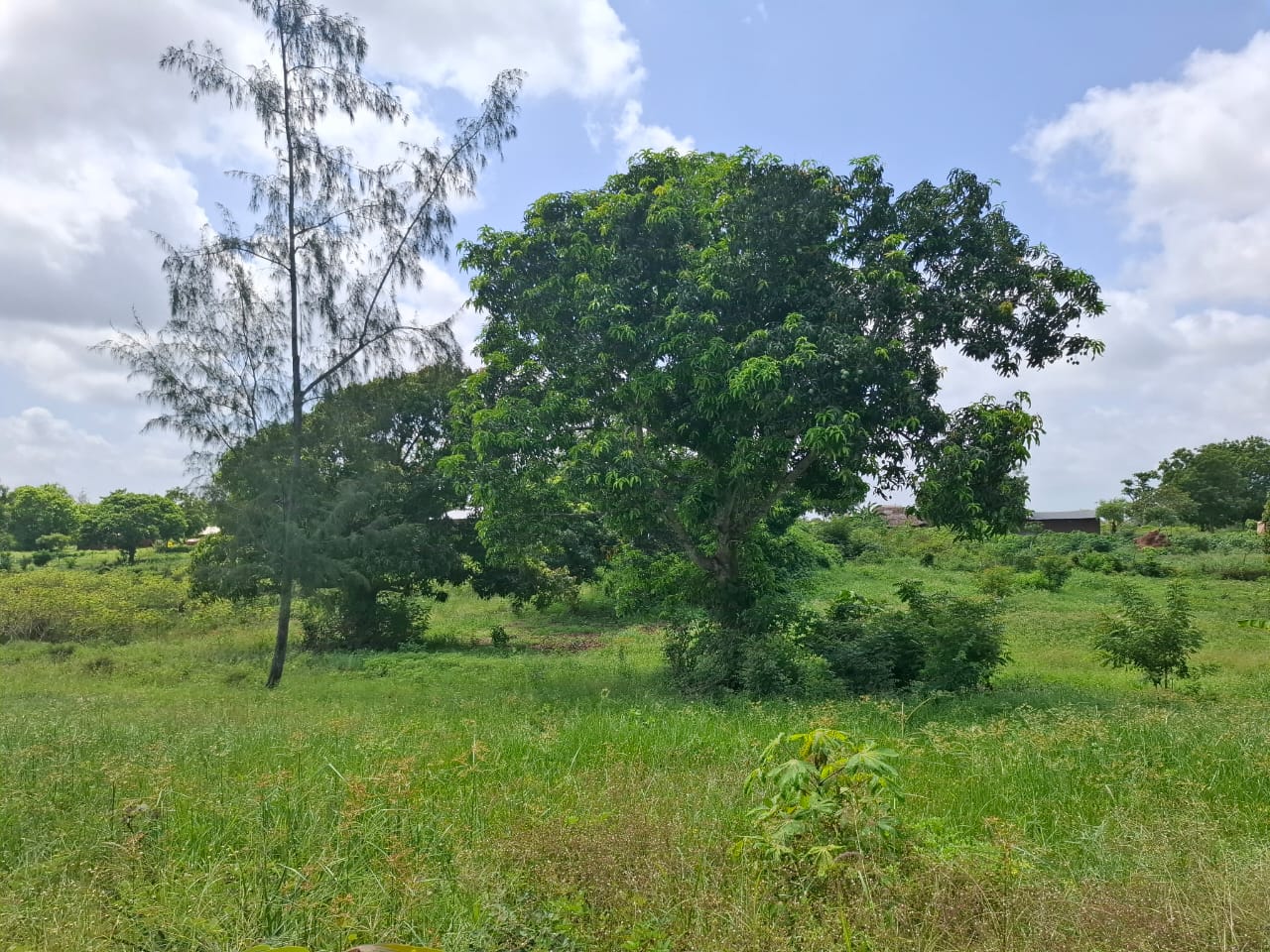 3.5 acres farm for sale with farmhouse in Malindi