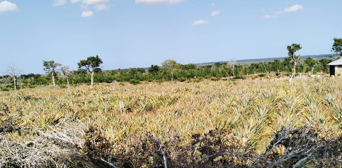 85 Acre ranch for sale in Malindi, Kasikini