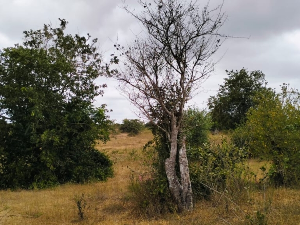 6-acre property for sale in Jilore with piped water and power