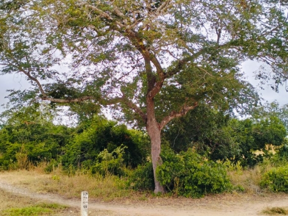 6-acre property for sale in Jilore with piped water and power