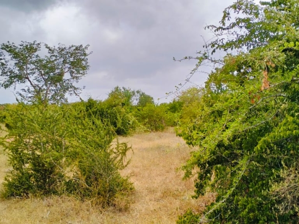 6-acre property for sale in Jilore with piped water and power