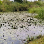 Jilore 8 Acres for sale by the river