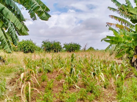 Jilore 8 Acres for sale by the river