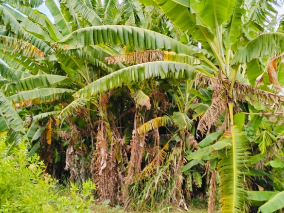 Jilore 8 Acres for sale by the river