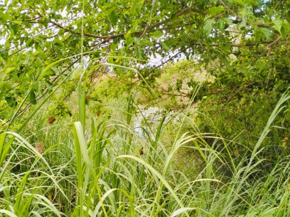 Jilore 8 Acres for sale by the river