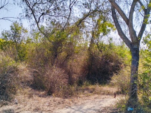 1.5 Acres beachfront for sale in Watamu