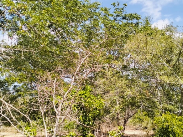 25 Acres for sale in Mulunguni