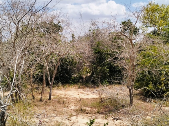 25 Acres for sale in Mulunguni