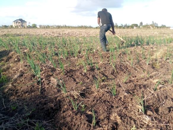 3.25 Acre For sale in Tuala