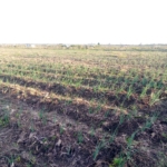 Tuala 3.5 Acres for sale