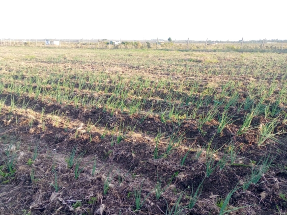 Tuala 3.5 Acres for sale