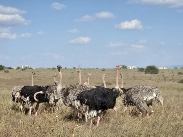 Scenic land for sale in Tuala