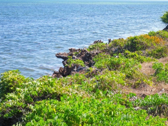 Beachfront half acres for sale in Watamu