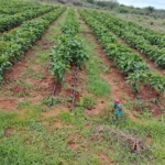 Taveta fully set up farm for sale
