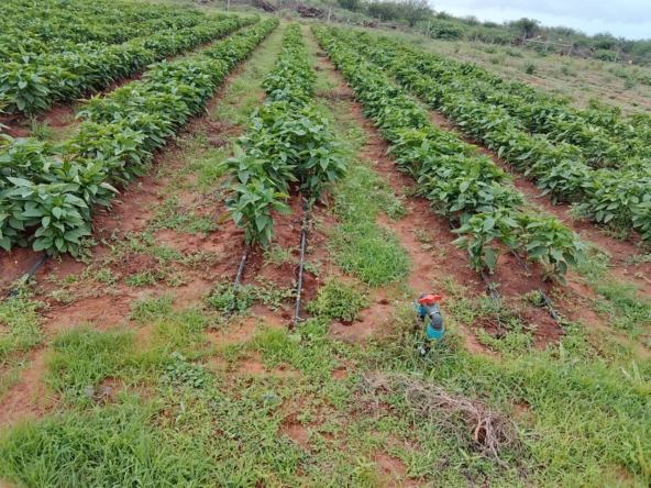 Taveta fully set up farm for sale