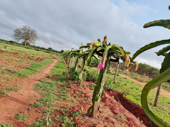 Taveta fully set up farm for sale