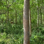 51 Acre ranch for sale in Kibwezi