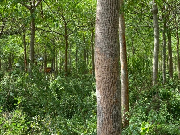 51 Acre ranch for sale in Kibwezi